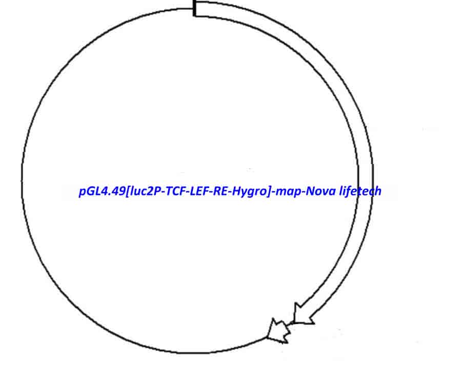pGL4.49[luc2P TCF-LEF RE Hygro] - Click Image to Close